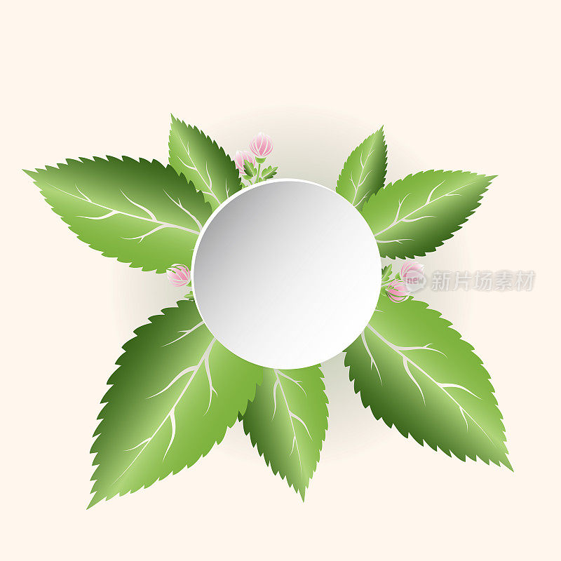 新鲜的绿叶和粉红色的花。Spring composition with space for text . vector。每股收益10。